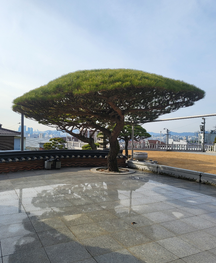 경내 소나무.jpg
